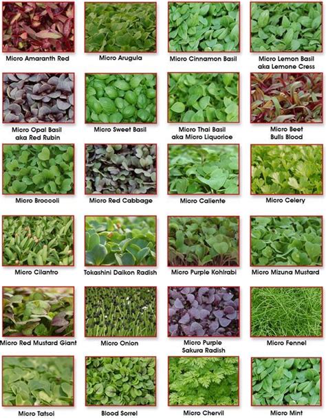 Micro Greens | Indoor vegetable gardening, Micro garden, Microgreens garden