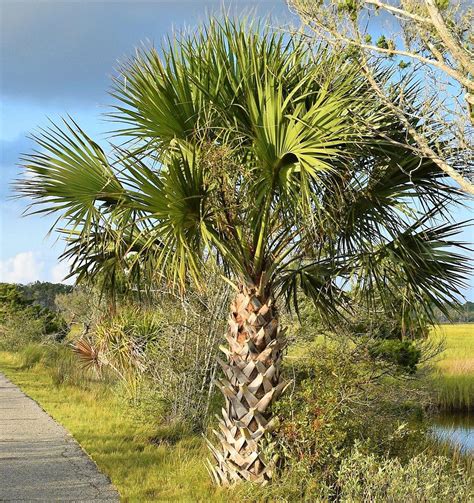 Sabal palmetto Cabbage Carolina Palm Dubai UAE best online Plants