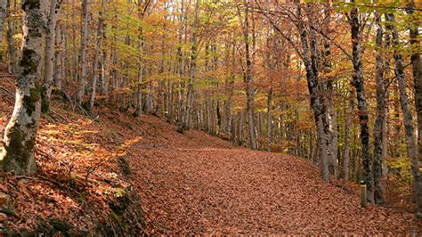 10 consejos para visitar el Hayedo de la Tejera Negra en otoño