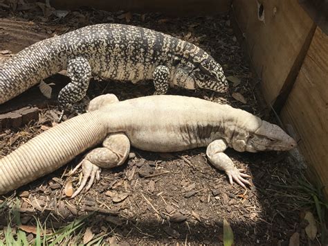 Breeding Tegu project: Blue X Hybrid. - Hector's Habitat