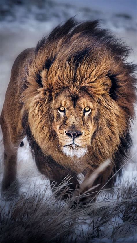 86 Lion Wallpaper Hd Pinterest Picture - MyWeb