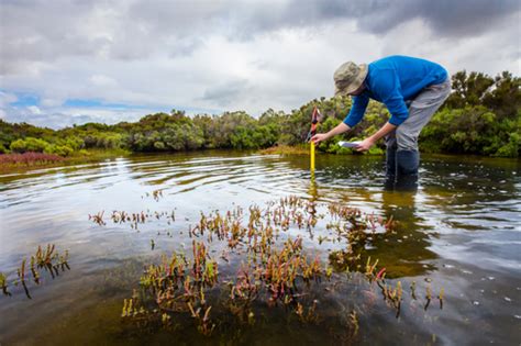 Wetland restoration offers best protection against agricultural run-off ...