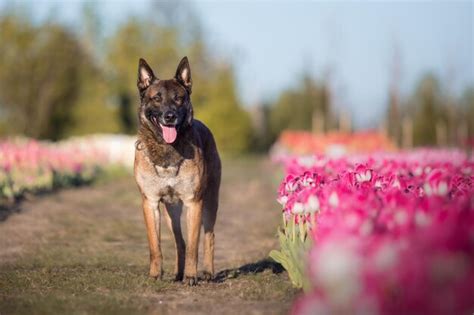 Mascota en campo de tulipanes. perro corriendo. perro de raza pastor ...