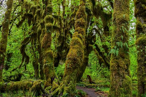 Hoh Rain Forest and Rialto Beach Guided Hiking Tour - Olympic Hiking Co.