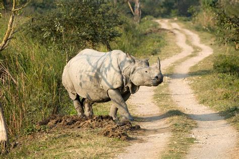 The Rhino’s Future in India | Roundglass | Sustain