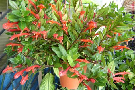 Top Houseplants With Red Flowers