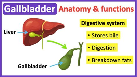 Gallbladder anatomy & function🤔 | Easy learning video - YouTube