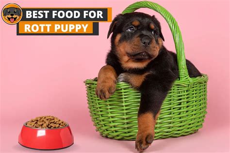 7 Best Food for Rottweiler Puppy (with Feeding Guide) - Rottweiler Care