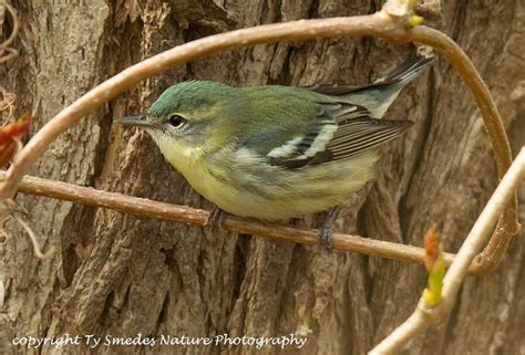 Cerulean Warbler (female)