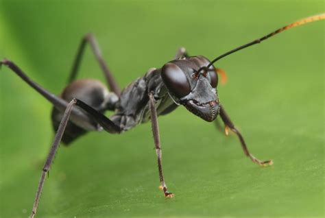 Researchers discover how ant species uses abdomen for extra power during jumps – BIOENGINEER.ORG