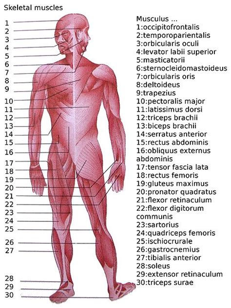 List of skeletal muscles of the human body - Wikipedia