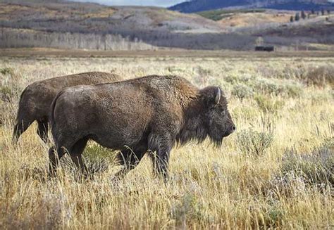 Animals Along The California Trail | The California Trail Interpretive ...