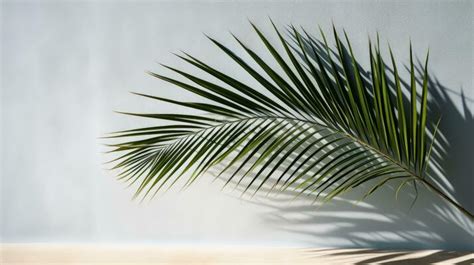 Palm Tree Branch Stock Photos, Images and Backgrounds for Free Download