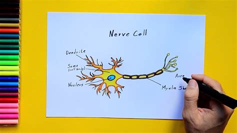 How To Draw A Nerve Cell