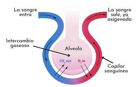 Hematosis: qué es, relación con la respiración, órganos y procesos