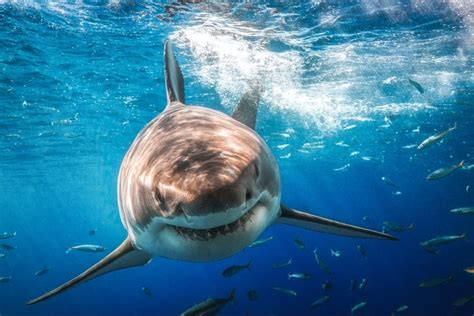 Bruce (Isla Guadalupe, Mexico Great White Shark Underwater) - Metallic Photo Print - Maui Hands