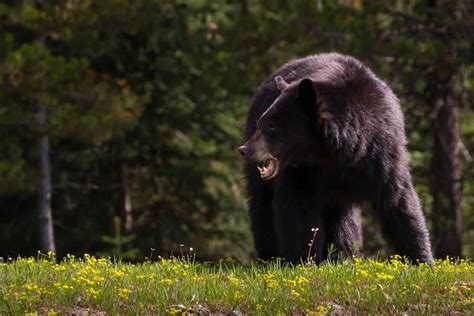 Are Black Bears Dangerous? What to Do If You Encounter One