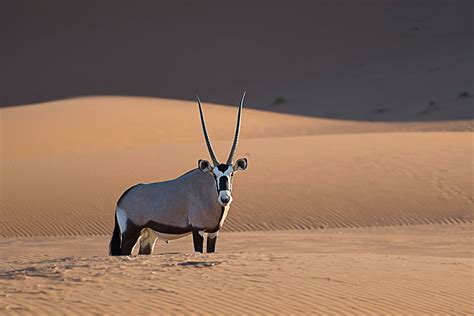 Orice nel deserto del Namib | JuzaPhoto