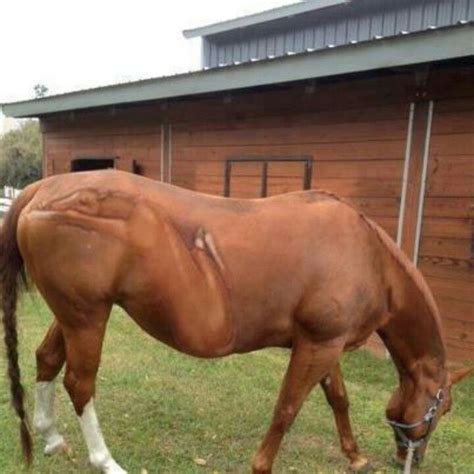 0580df022b92f511b5bdd75e3922fa6f.jpg (720×720) | Horses, Pregnant horse ...