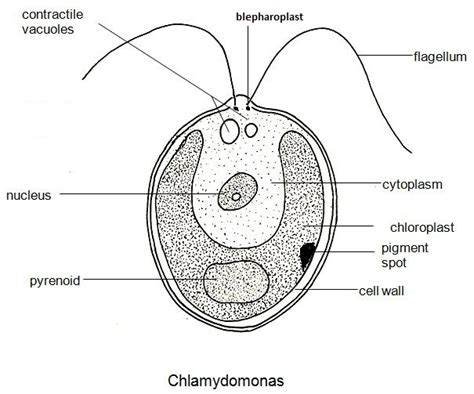 Chlamydomonas