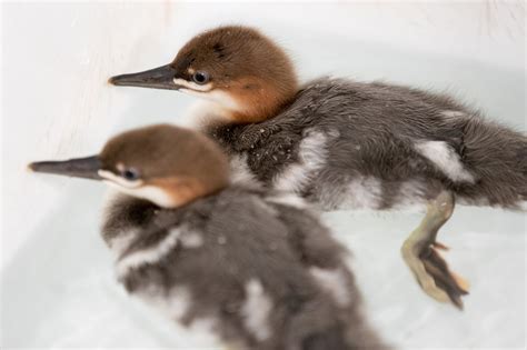 Darling ducks: A precious pair of scaly-sided mergansers have hatched!