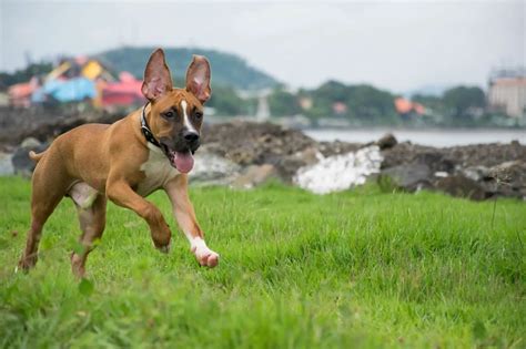 Pitbull Mixed With German Shepherd