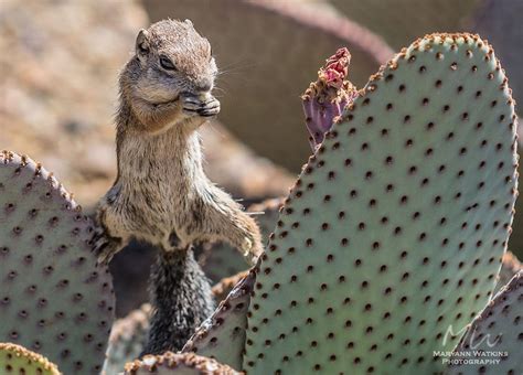 Arizona Highways Magazine | Animals beautiful, Nature animals, Cute animals