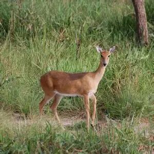 Oribi - Facts, Diet, Habitat & Pictures on Animalia.bio