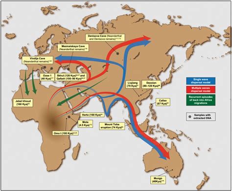 Homo sapiens: origine e migrazioni Out of Africa - laCOOLtura