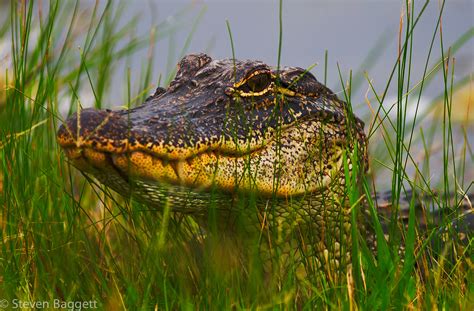 SCENES FROM THE MARSHES OF CAMERON PARISH LOUISIANA on Behance