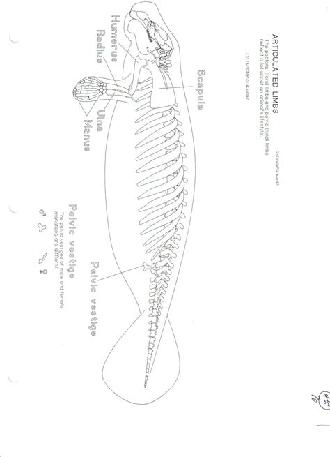 Manatee Skeletal Anatomy Images - Fossil ID - The Fossil Forum