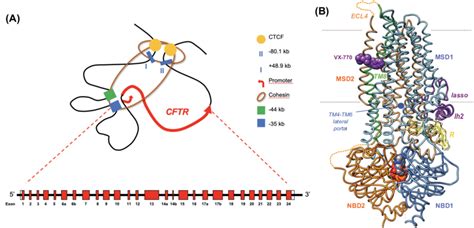 CFTR gene and protein (A) 3D organization of the CFTR gene -the ...