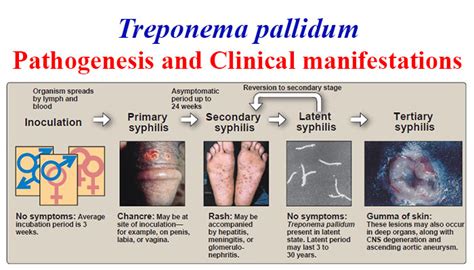 Pathogenesis and Clinical manifestations of Treponema pallidum