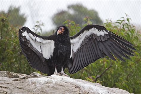 2 California condor chicks hatch from unfertilized eggs, fascinating scientists | Here & Now