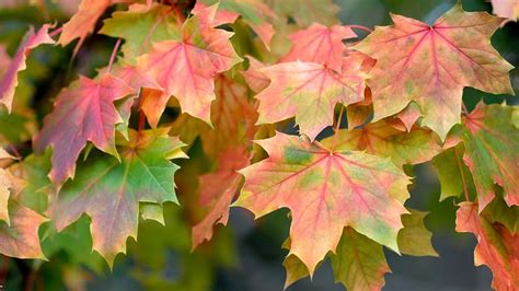 Norway Maple (Acer platanoides) - Woodland Trust