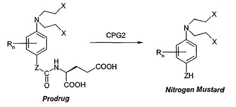 Nitrogen Mustard Compounds