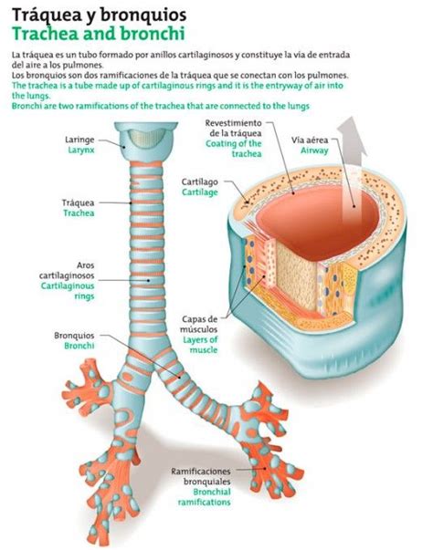 ¿Qué es la tráquea? | Anatomia y fisiologia, Anatomia y fisiologia humana, Anatomía