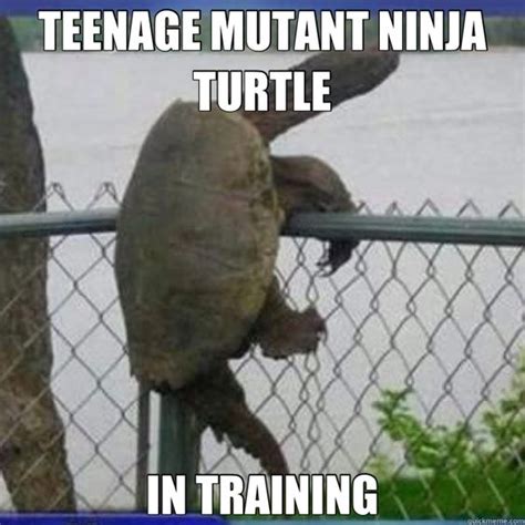 Cute Turtle Meme