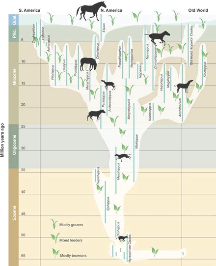 Fossil Horses--Evidence for Evolution | Science