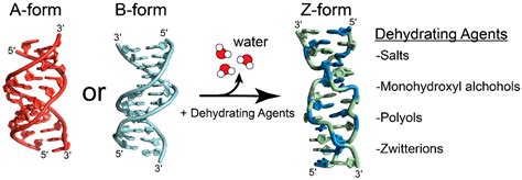 Molecules | Free Full-Text | Structure and Formation of Z-DNA and Z-RNA