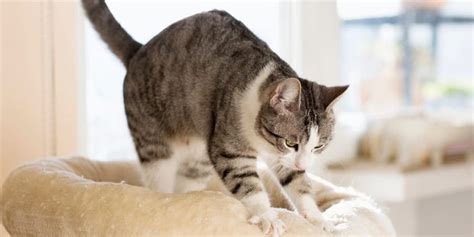 Why Do Cats Knead? 6 Reasons for This Adorable Behavior