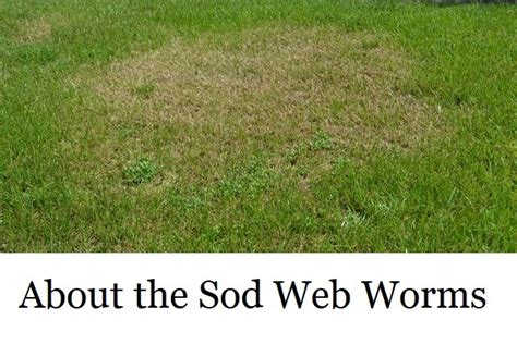 Sod Webworm Damage in Lawn | SecureLawn