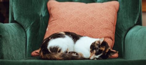 Lymphoma in Cats: Symptoms & Diagnosis | Litter-Robot Blog