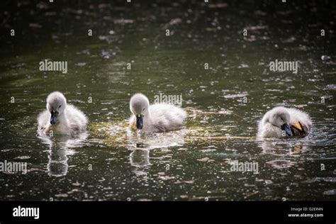 Three cygnets on river with reflection,swimming and scratching Stock ...