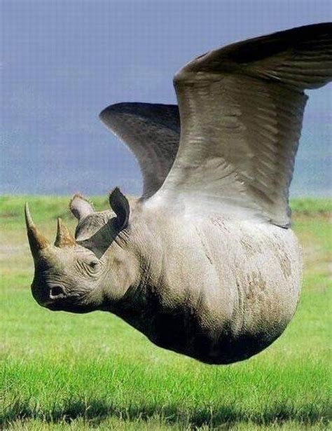 Flying Rhino | Very rare | Steve Ferrante | Flickr