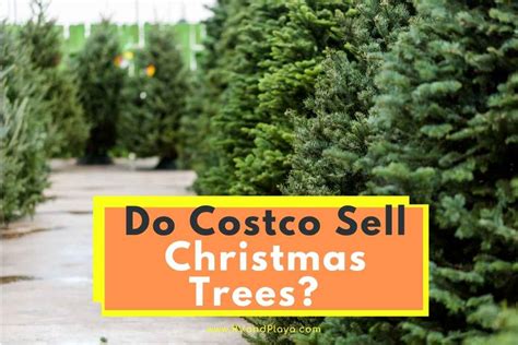 Do Costco Sell Christmas Trees? (Artificial, Live, Disposal + More)