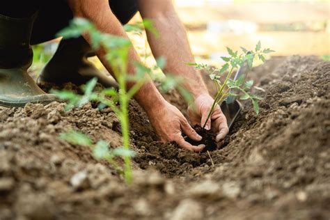 How to prepare soil for vegetables: a guide | expondo.co.uk