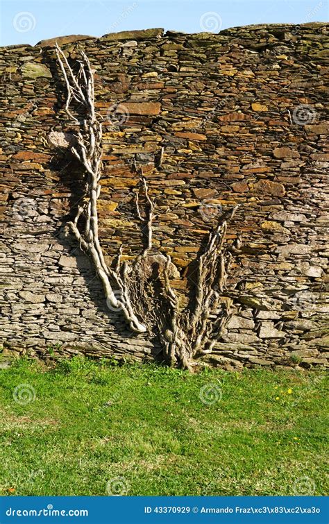 Clinging Roots Stock Image | CartoonDealer.com #32535733