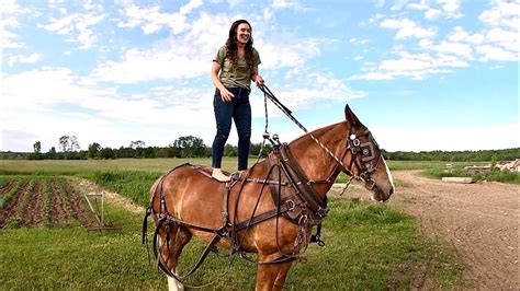 Cultivating the Garden with a Single Draft Horse // Horsing Around ...