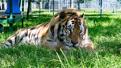 Turpentine Creek Wildlife Refuge to Receive 34 New Cats | Turpentine ...